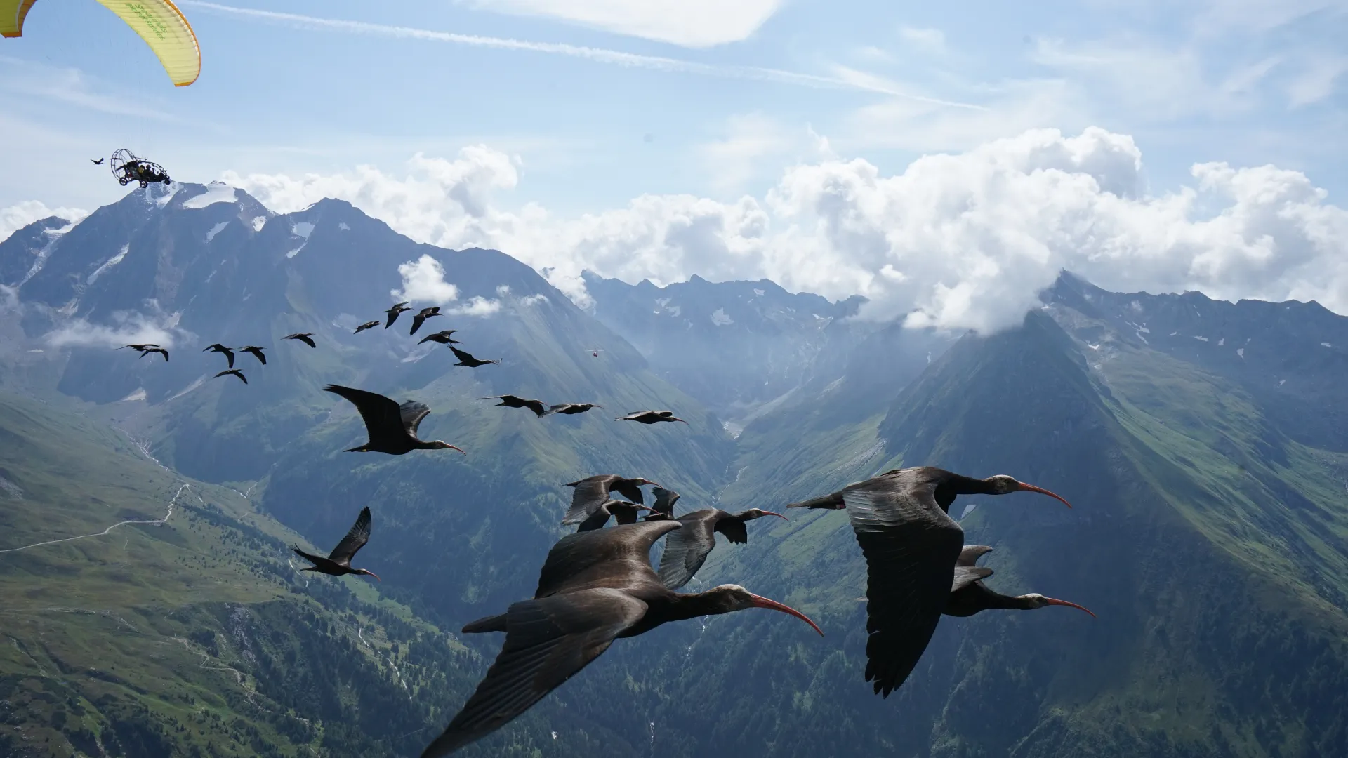 Hoch über den Bergen fliegt ein Schwarm Waldrappe, begleitet von einem Naturschützer